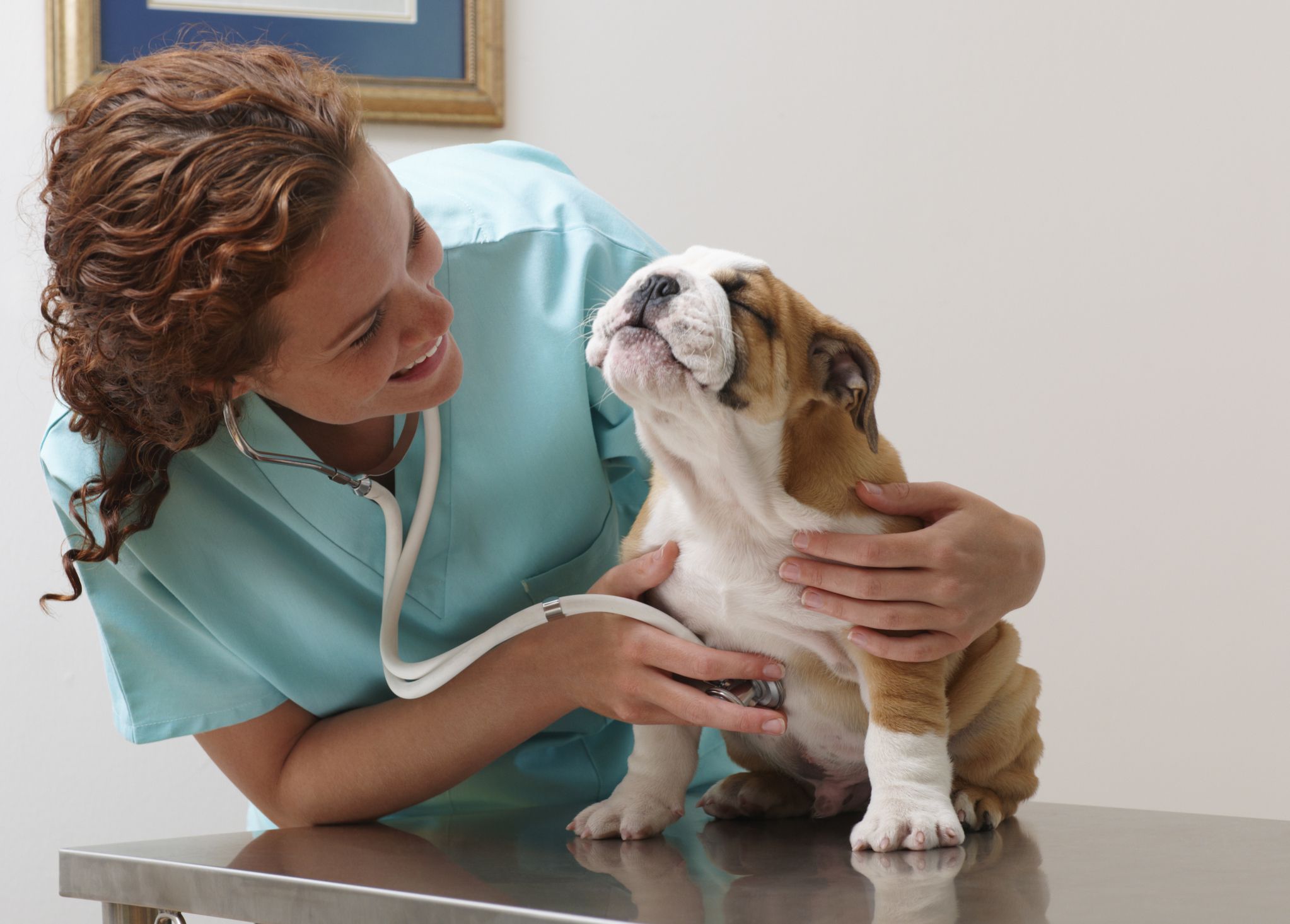 Первый визит к ветеринару со щенком – насколько это важно!
